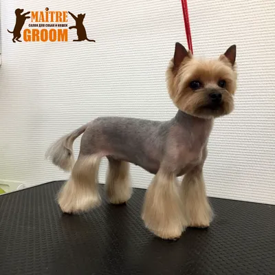 Стрижка пекинеса - цена на груминг пекинеса в Киеве, Barber Pet