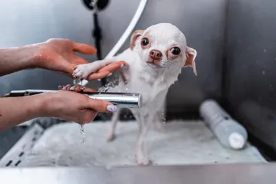 Груминг. Стрижка собак в Киеве - цена на стрижку для собак, Barber Pet