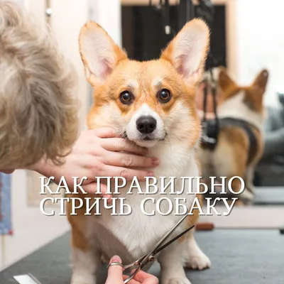 🐾 Как правильно стричь собаку🐾 | Кинологический центр \"Лунна\" | Дзен