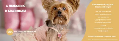 Услуги груминг-салонов для животных Стрижка собак - «Родился йорком, терпи!  Как определить, что у щенка йорка будет хорошая шерсть? » | отзывы
