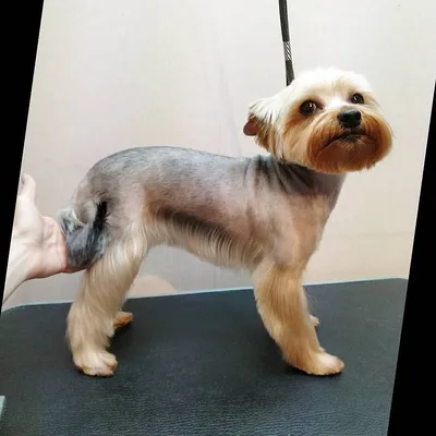 Pin by ирина on стрижка йорка | Dog haircuts, Dog grooming salons, Yorkie  haircuts