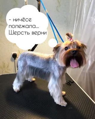 U_Momo - Габи😍 Стрижка йорка — один из обязательных элементов ухода за  домашним любимцем. ⠀ Выделяют три варианта стрижек йоркширских терьеров:  •Гигиеническа •Стандартная •Модельная ⠀ Гигиеническую стрижку некоторые  причисляют к стандартной, другие