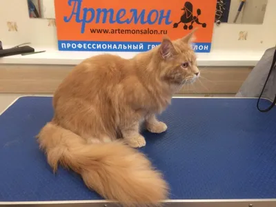 Стрижка кошек на дому в Санкт-Петербурге | VETAMBULANCE.PRO