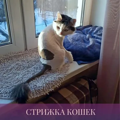 Стрижка котов в Николаеве | Тузик мурзик