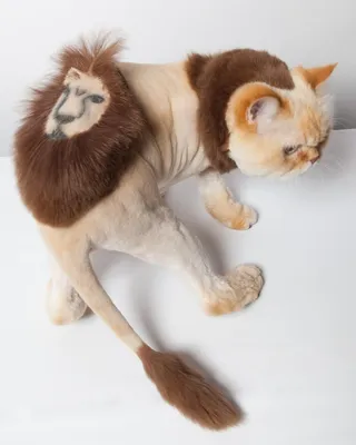Гигиеническая и модельная стрижка кошек (котов) в ARCHIBALD