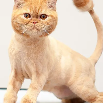 Стрижка кошек в Батайске - Стрижка животных - Услуги для животных: 64 грумер