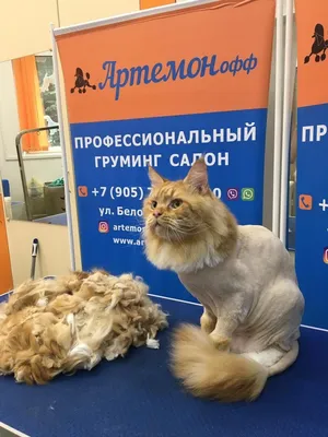 Креатив для кошек, кота стрижки