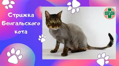 Стрижка кошек