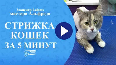 Стрижка кошек — обсуждение в группе \"Кошки\" | Птичка.ру