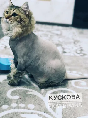 Модельная стрижка кота - 70 фото