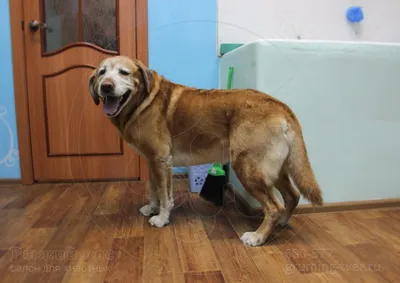 Labrador and grooming short - YouTube
