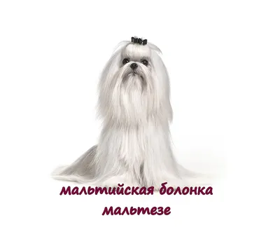 Стрижка мальтезе - груминг мальтийской болонки в Киеве, Barber Pet