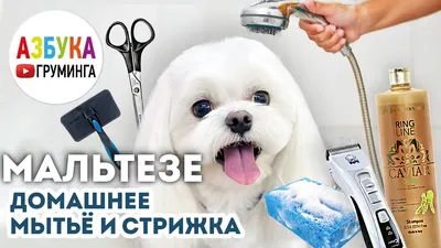 Стрижка собак - Groom Room DOG in VOGUE - зоосалон в Минске