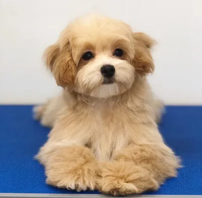 Стрижка Maltipoo