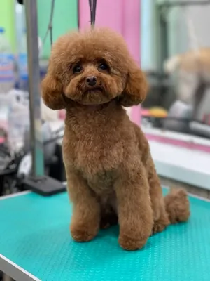 Сохраняй подборку идеальных стрижек для мальтипу от Barber Pet. ⠀ Немного о  породе мальтипу. Это гипоаллергенная порода, которая обладает… | Instagram