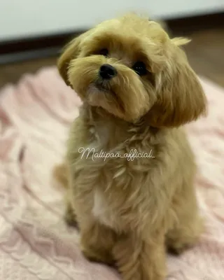 Groomer, teacher, judge on Instagram: \"Первая стрижка для мальтипу Фроси  🥰🥰🥰 Есть окошко ко мне на стрижку 5.08 🐶 пишите в директ и ватсап 📲  #мальтипу_шантони #стрижкамальтипу #стрижка_мальтипу #стрижкамальтипумосква  #мальтипумосква ...