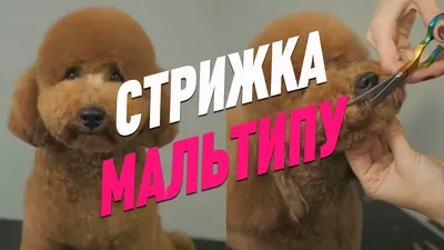 Как часто водить Maltipoo на груминг?