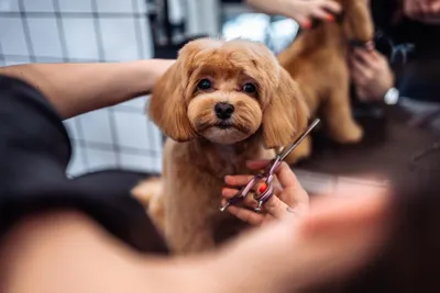 Сохраняй подборку идеальных стрижек для мальтипу от Barber Pet. ⠀ Немного о  породе мальтипу. Это гипоаллергенная порода, которая обладает… | Instagram