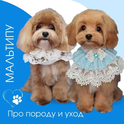 Стрижка мальтипу | OnlineGroom | Дзен