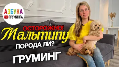 Стрижка Мальтипу | Зоосалон и школа груминга All-Grooming. Груминг и  обучение стрижке собак