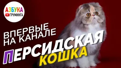 Уход За Котенком Длинные Волосы Персидской Кошки Стрижка С Триммерами  Крупным Планом — стоковые фотографии и другие картинки Азиатского и  индийского происхождения - iStock