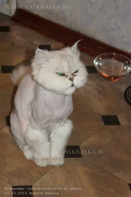 Стриженная белая персидская кошечка. Персидская кошка стрижка. Persian cat  grooming. Какие стрижки бывают у персидских кошек.