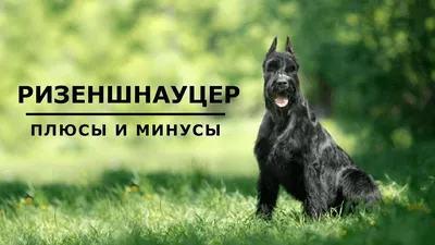 Стрижка ризеншнауцера | DecorDog