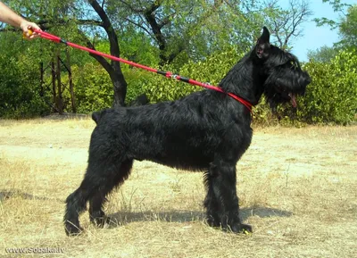 Ризеншнауцер🍃 | Schnauzer grooming, Giant schnauzer, Schnauzer dogs