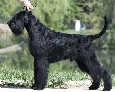 Pin by Mellody Helm on animals | Schnauzer breed, Schnauzer dogs, Purebred  dogs