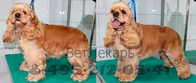 Brown spotted russian spaniel featuring dog, brown, and spaniel | Spaniel,  Animal pictures, Dogs