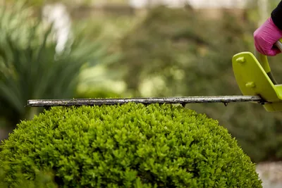 Самшит, посадка и уход | Boxwood garden, Topiary plants, Topiary garden