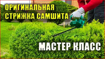 Регулярная стрижка самшита-залог пышной и красивой кроны.#самшит#вечно... |  TikTok