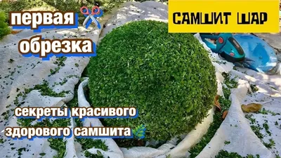 Стрижка Самшита в виде шара. | Мой сад и огород | Дзен