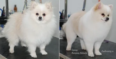 Стрижка померанского шпица до и после. Grooming (grooming) Pomeranian  before and after. ZooGruming.ru | Собаки, Смешные животные, Стрижка собак