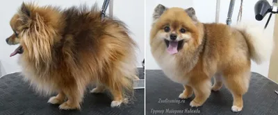 Стрижка померанского шпица до и после. Grooming (grooming) Pomeranian  before and after. ZooGruming.ru | Стрижка собак, Собаки, Померанский