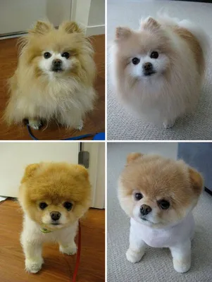 Pin by Leslie Lives Large on pomeranians | Dog grooming, Cute fluffy dogs,  Dog haircuts