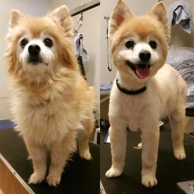 Стрижка померанского шпица до и после. Grooming (grooming) Pomeranian  before and after. ZooGruming.ru | Dog grooming, Pomeranian puppy,  Pomeranian haircut