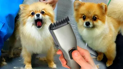 Pin by Leslie Lives Large on pomeranians | Dog grooming, Puppy breeds, Dog  haircuts