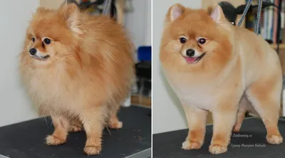 Стрижка померанского шпица до и после. Grooming (grooming) Pomeranian  before and after. ZooGruming.ru | Dog grooming, Pomeranian puppy, Best dogs