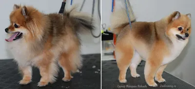 Стрижка померанского шпица до и после. Grooming (grooming) Pomeranian  before and after. ZooGruming.ru | Pomeranian dog, Dog grooming scissors,  Cute pomeranian