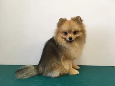 Померанский шпиц ДО и ПОСЛЕ стрижки у грумера. Pomeranian after groomer's  haircut - YouTube