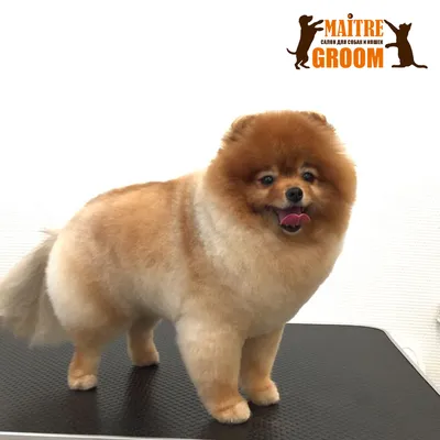 Pet Groom - Стрижка шпица, породная стрижка, полный... | Facebook