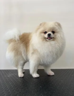 Стрижка померанского шпица до и после. Grooming (grooming) Pomeranian  before and after. ZooGruming.ru | Собаки, Животные, Смешные животные