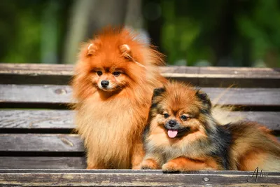 Стрижка шпица в... - Зоосалон Groom Fox г. Запорожье | Facebook