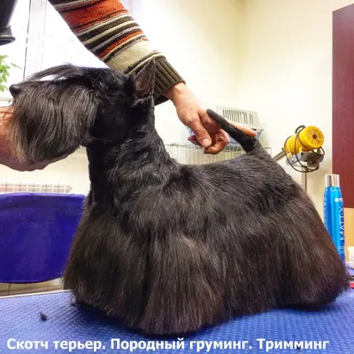 Скотч терьер » SherryLay Grooming. Стрижка собак (груминг) на Борщаговке в  Киеве. Тримминг шерсти. Святошинский район проспект Леся Курбаса 17.