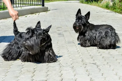 Салон для собак и кошек Джейси » Стрижка скотча_1