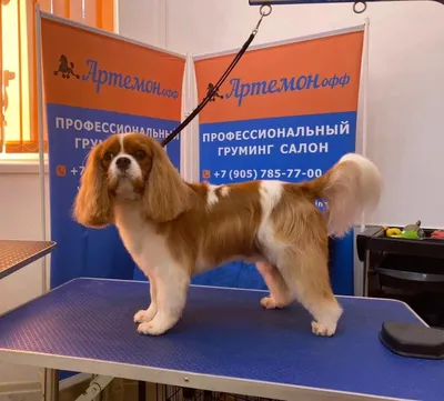 Прикольные стрижки собак | 🐶ПИТОМЕЦ.РУ🐱 | Дзен