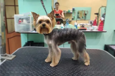 Стрижка Йорка короткая мордочка, стразики, хвостики, дракончик, Grooming a  Yorkie Littledog.club - YouTube