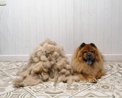 Стрижка Собак🐾Кошек Елабуга/Набережные Челны/Мамадыш (@grooming_elabuga) •  Instagram photos and videos