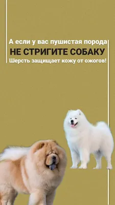 Креативные стрижки собак - список модных, необычных и оригинальных собачьих  стрижек, креативного груминга для шпицев, йорков, пуделей